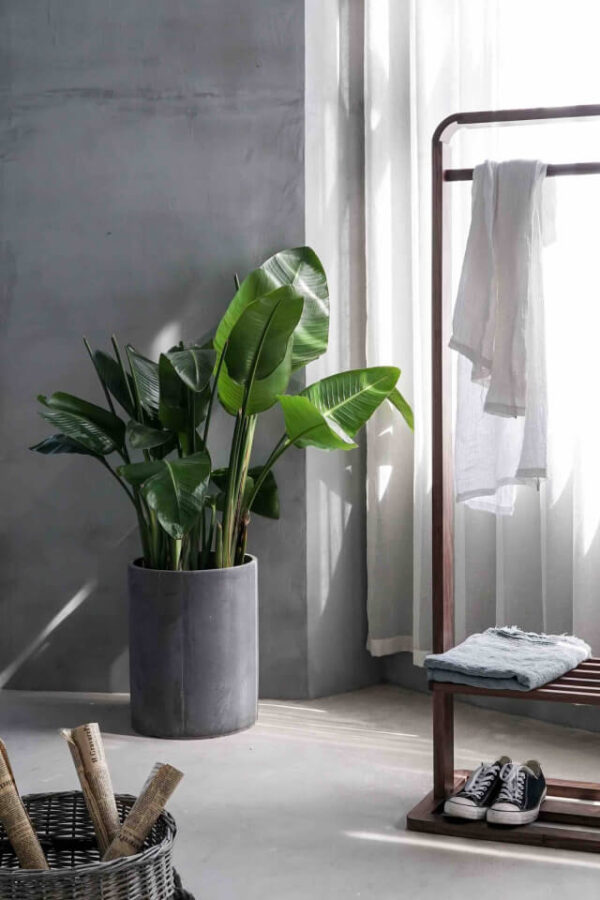 Bird of Paradise – Bild 2